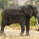 Elefante africano. Wikimedia Commons